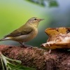Lesnacek olivovy - Leiothlypis peregrina - Tennessee Warbler o1915